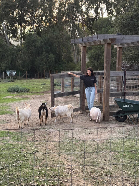 Putting the goats and pig back in for the night.