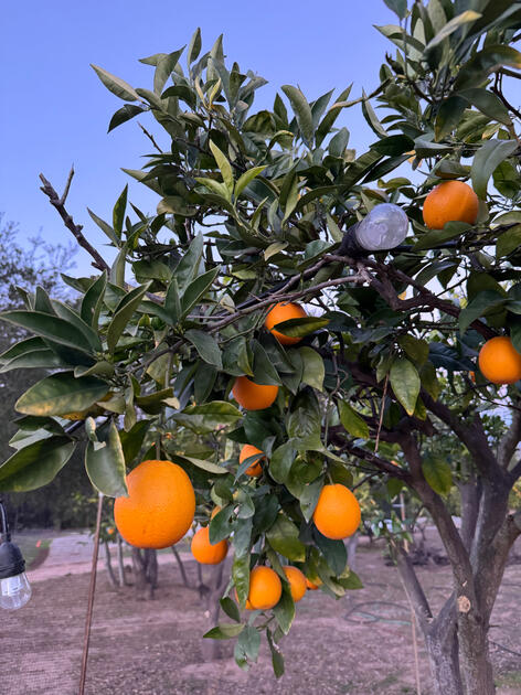 Ojai oranges