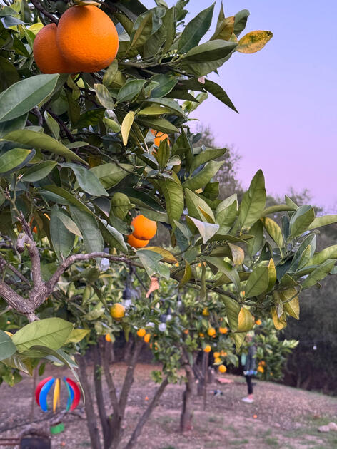 Ojai oranges